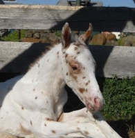 First foal by LV Lane Frost