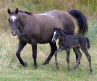 Filly by Enriched