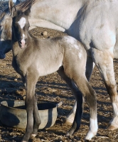First foal by Cayuse Iron Duke