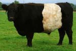 Is this a Belted Galloway?