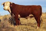 Is this a Hereford?